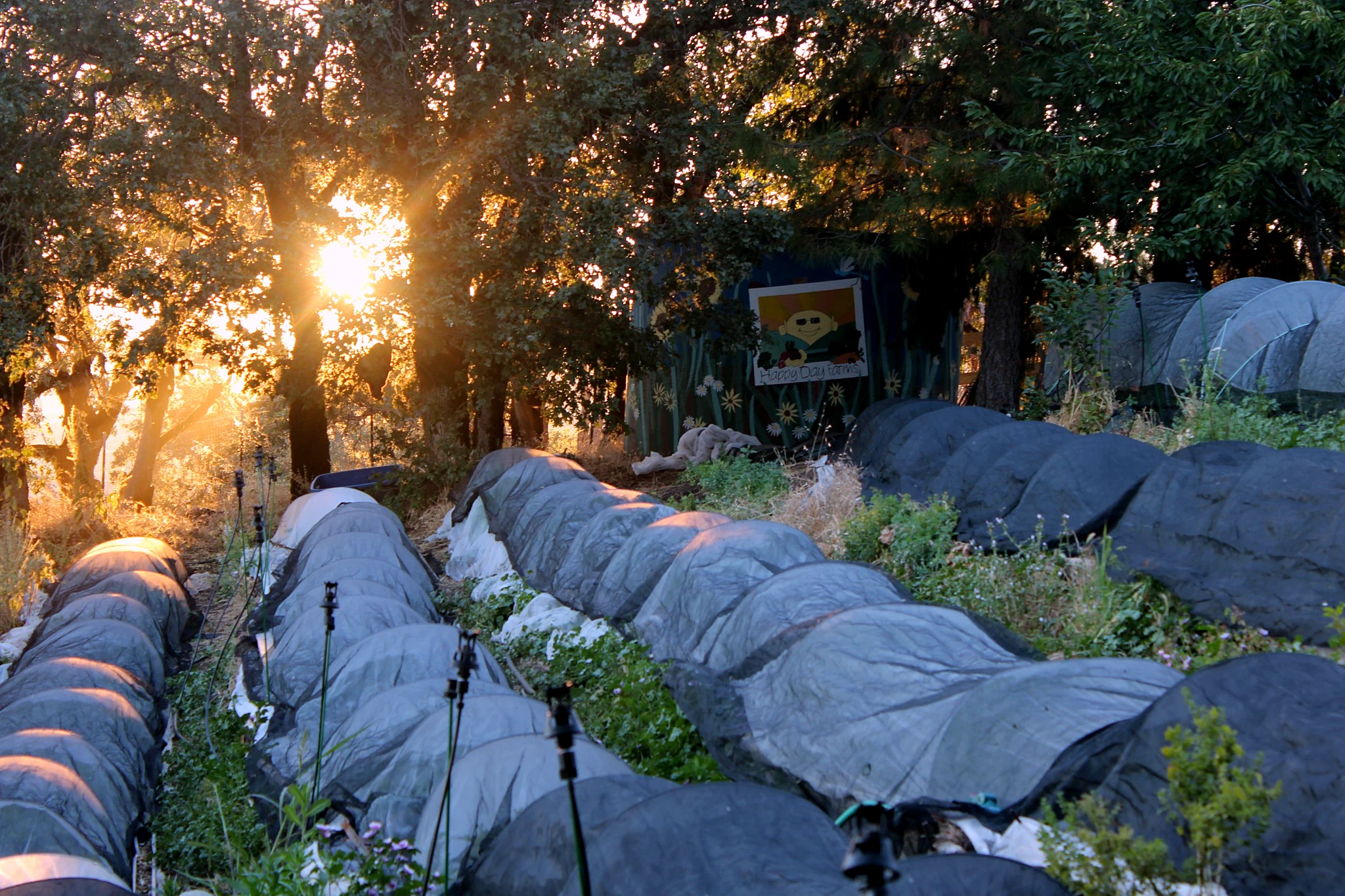 HappyDay Farms garden rows glowing at sunset in Northern Mendocino County