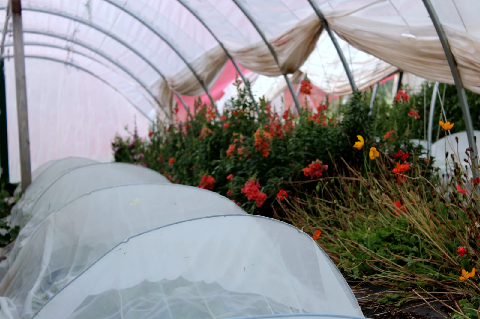 Covered beds and flowers at HappyDay Farms