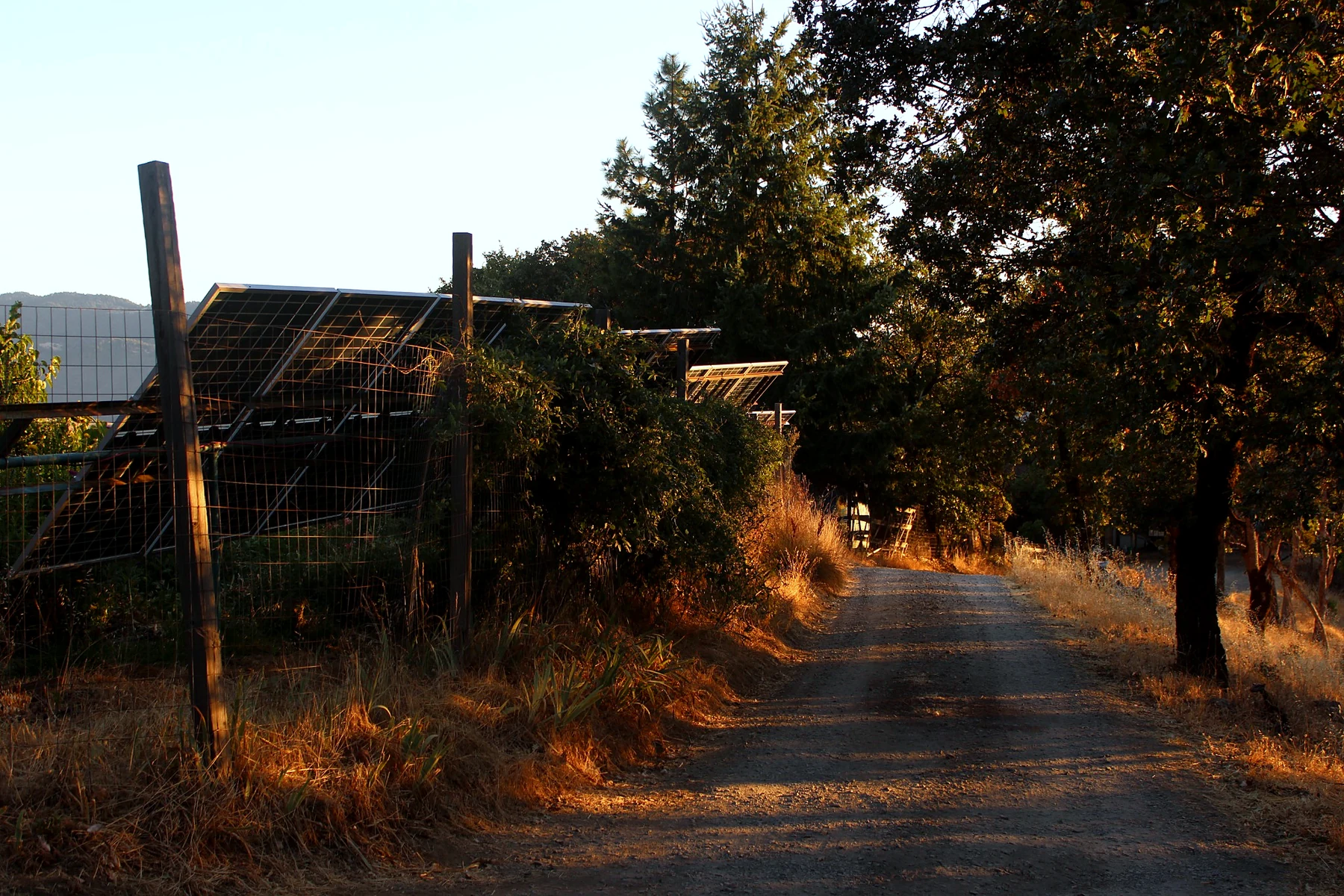 Solar panels beside the farm road at golden hour