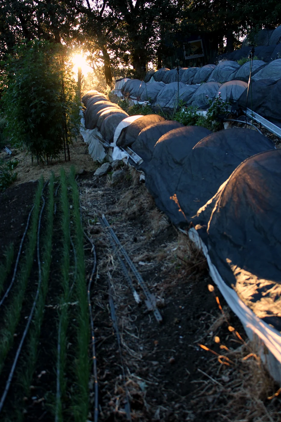 Vertical view through the farm rows toward the evening sun